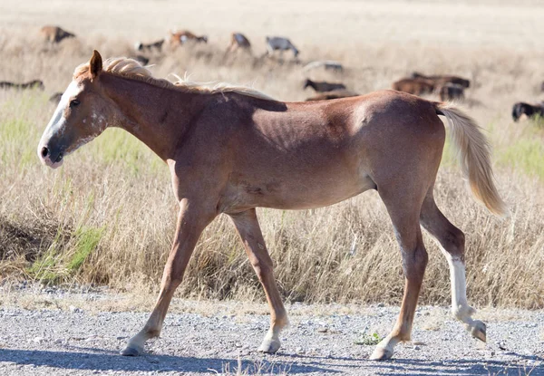 Ένα άλογο σε ένα βοσκότοπο στην έρημο — Φωτογραφία Αρχείου