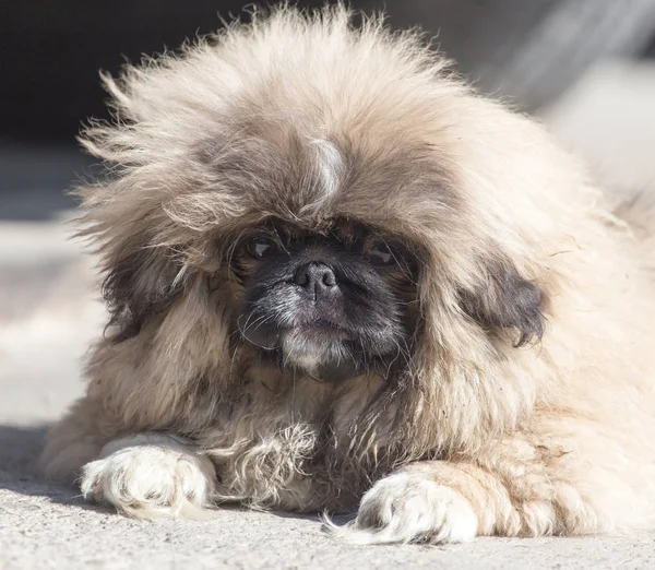 Retrato de um cão fofo — Fotografia de Stock