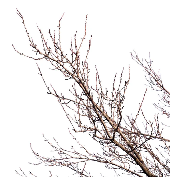 Ветви дерева на белом фоне — стоковое фото