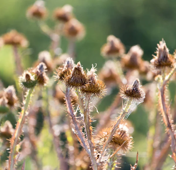 Stekelige plant in de natuur — Stockfoto