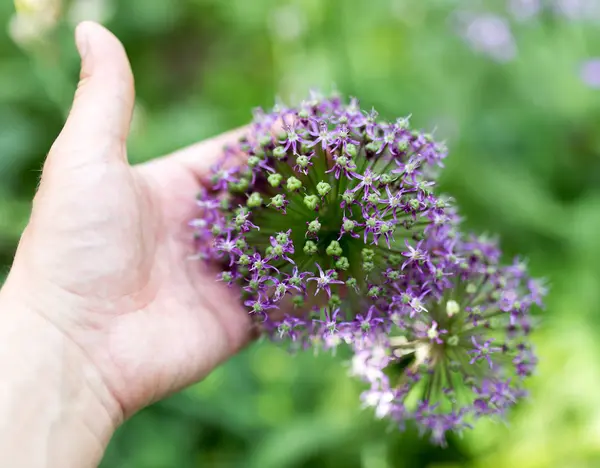 Голубой цветок в руке на природе — стоковое фото