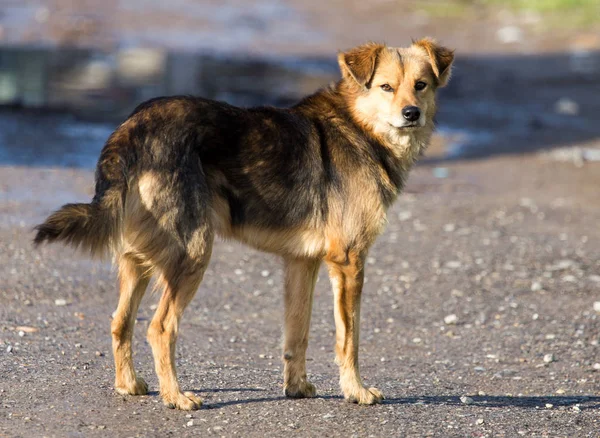 Hund på naturen — Stockfoto