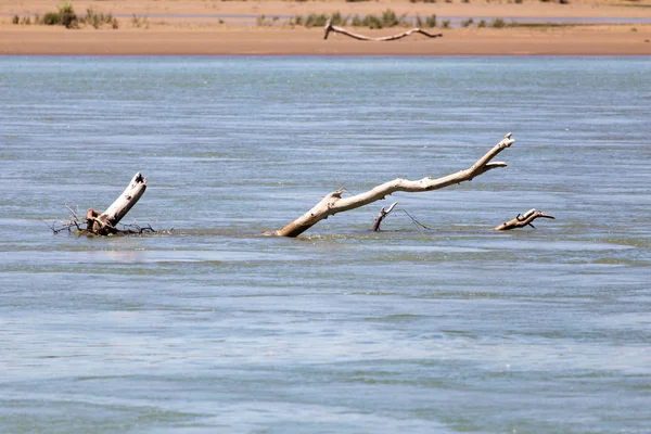 Bois sec sur la rivière Syr Darya. Kazakhstan — Photo