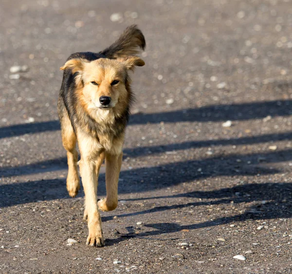 Cão na natureza — Fotografia de Stock