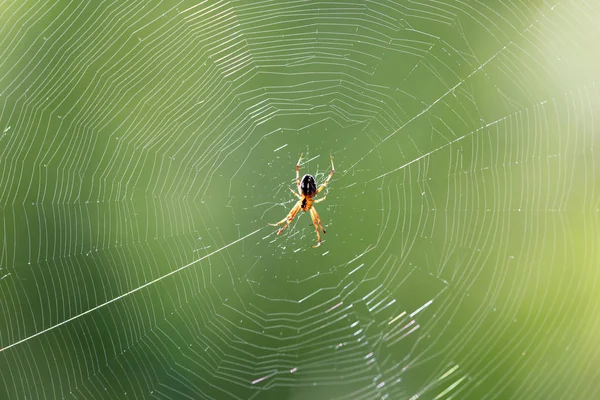La araña en la tela en la naturaleza —  Fotos de Stock