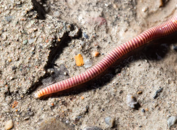 Red worm on the ground. macro — Stock Photo, Image