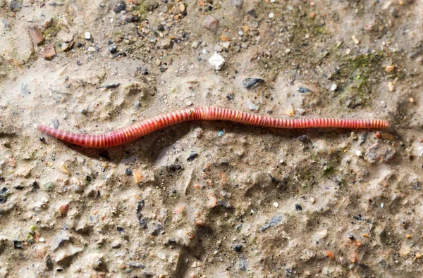 Rode worm op de grond. macro — Stockfoto