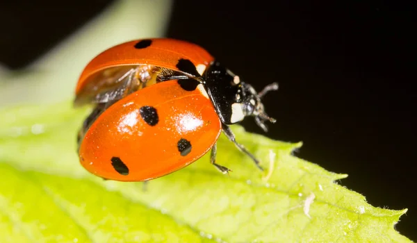 Coccinelle sur une plante dans la nature — Photo