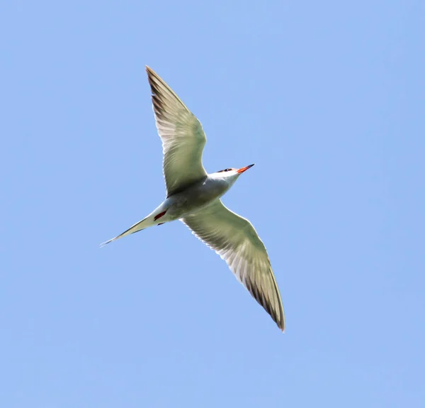 Fiskmås under flygning mot blå himmel — Stockfoto