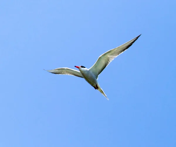 Mavi gökyüzüne karşı uçan martı — Stok fotoğraf