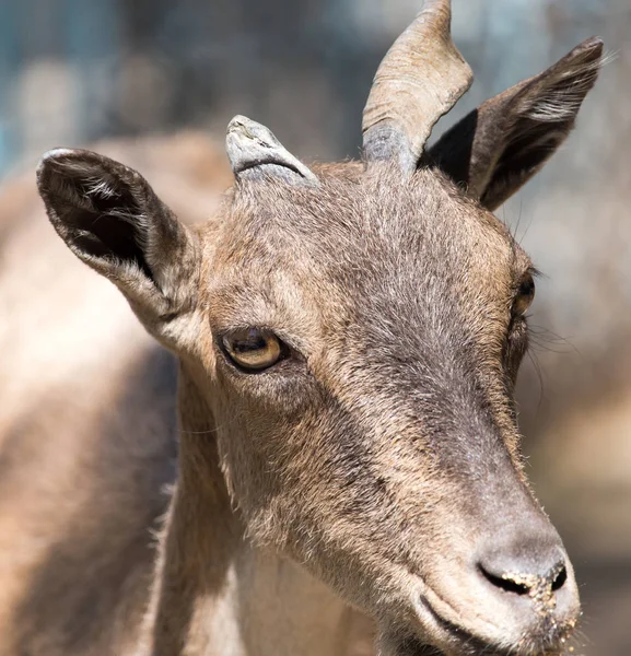 Portrét kozy v zoo — Stock fotografie