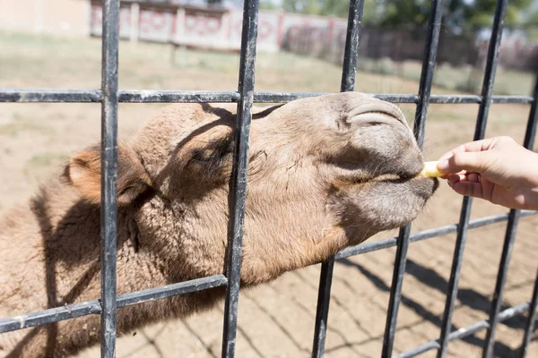 Camel bakom ett staket i zoo — Stockfoto