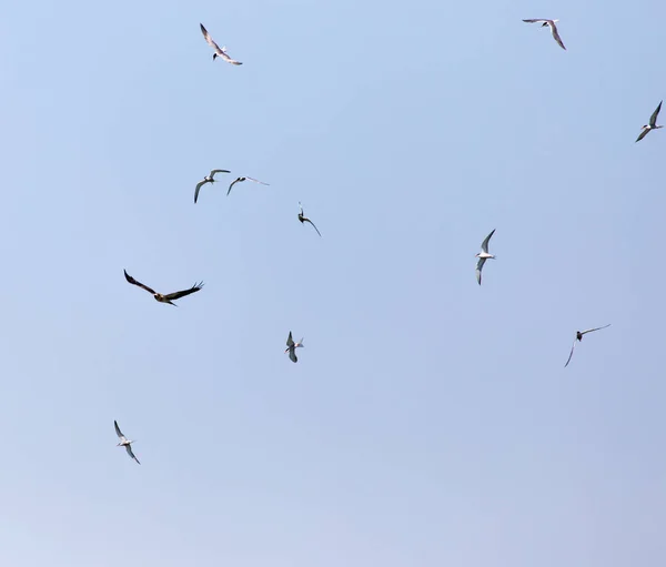 Zeemeeuw, vliegen over de arend in de hemel — Stockfoto