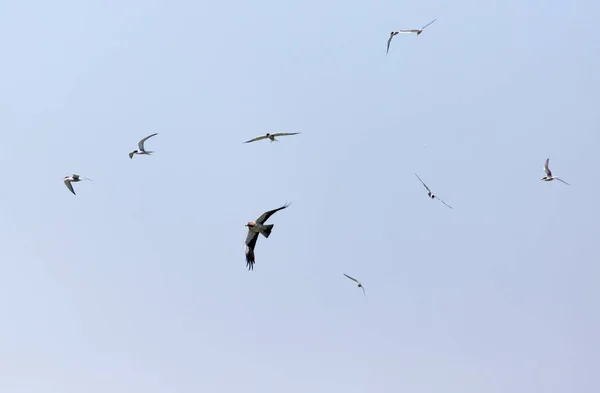 Mouette survolant l'aigle dans le ciel — Photo