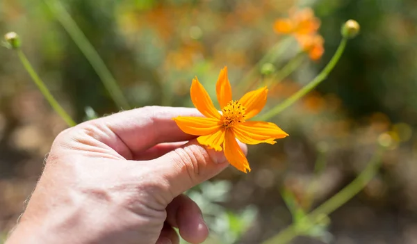 Flor de laranja na natureza — Fotografia de Stock