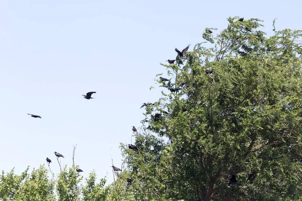 En flock kråkor i ett träd — Stockfoto