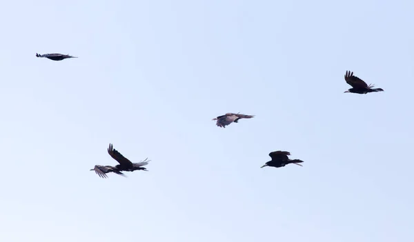 Een zwerm kraaien in de blauwe hemel — Stockfoto