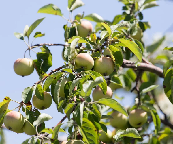 Äpfel am Baum in der Natur — Stockfoto
