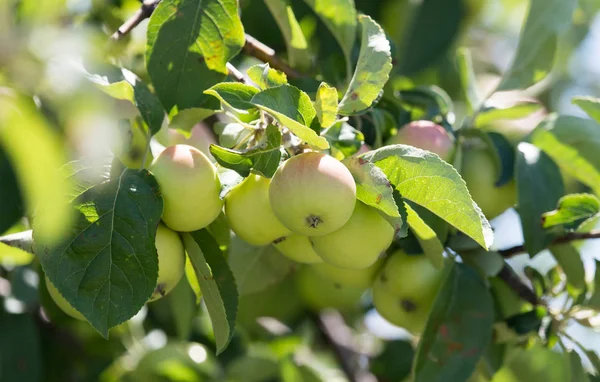 Manzanas en el árbol en la naturaleza —  Fotos de Stock