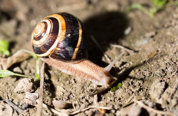 Snail on the ground in nature — Stock Photo, Image