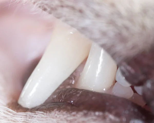 Cat teeth in nature. macro — Stock Photo, Image