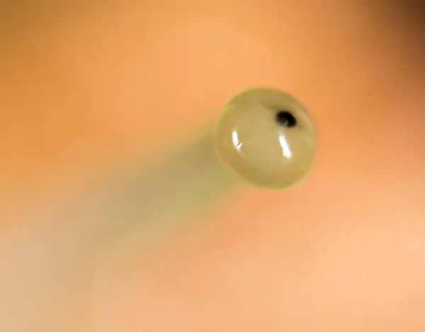 Oko ślimak w przyrodzie. super makro — Zdjęcie stockowe
