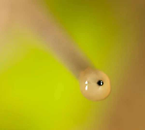 自然に目のカタツムリ。スーパー マクロ — ストック写真