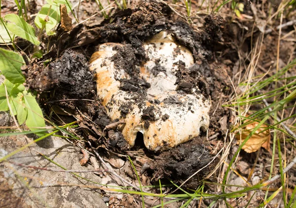 Ätlig svamp i naturen — Stockfoto