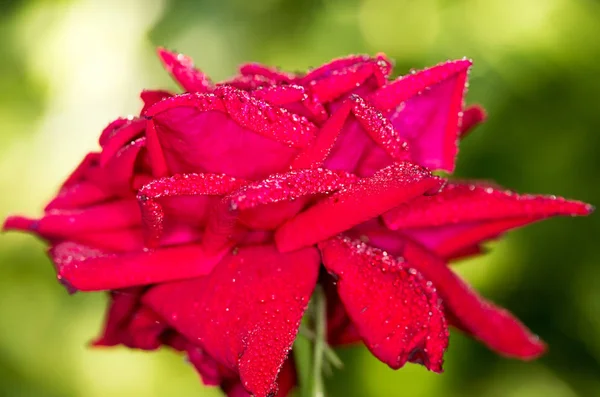 Gotas de agua en una rosa roja en la naturaleza — Foto de Stock