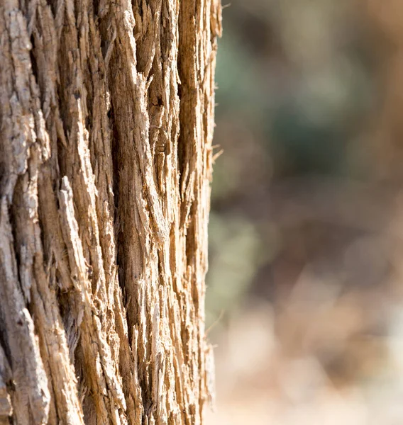 Couronne d'arbre sur la nature — Photo