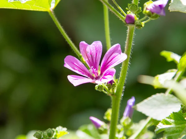 Красивый фиолетовый цветок в природе — стоковое фото