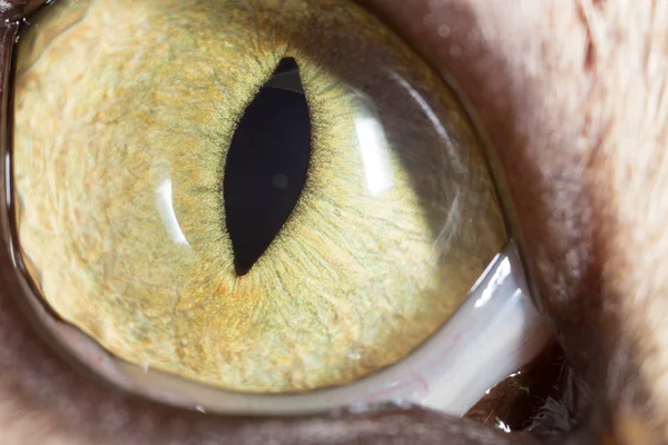 Yeux de chat jaunes. super macro — Photo