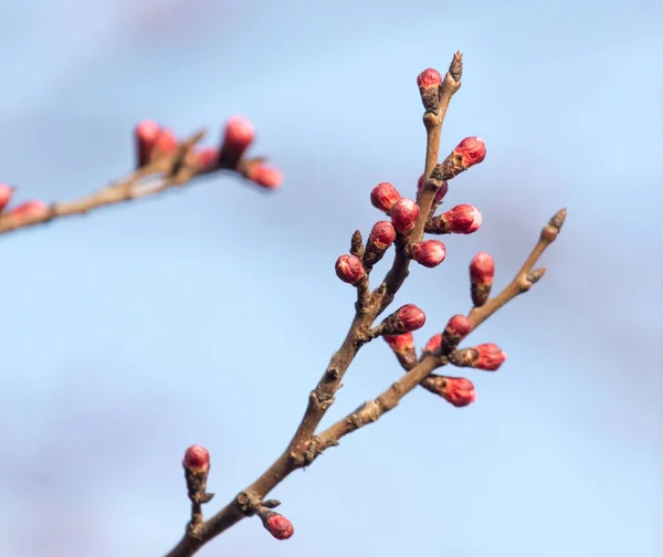 Bourgeons gonflés avec des fleurs sur un arbre au printemps — Photo