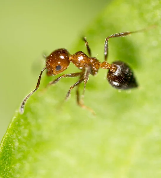 Ant in nature. macro — Stock Photo, Image