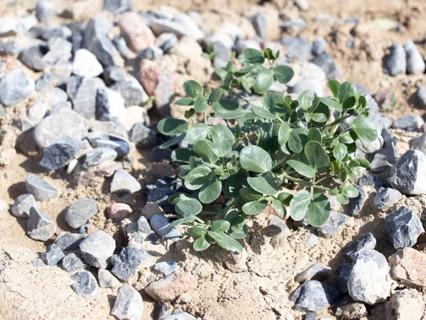 Green plant in the rocks — Stock Photo, Image