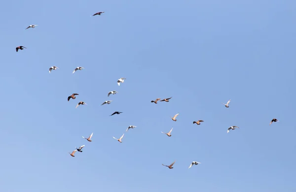 Colombe en vol contre le ciel bleu — Photo