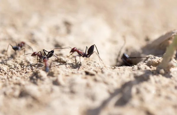 Hormiga en tierra seca. macro — Foto de Stock