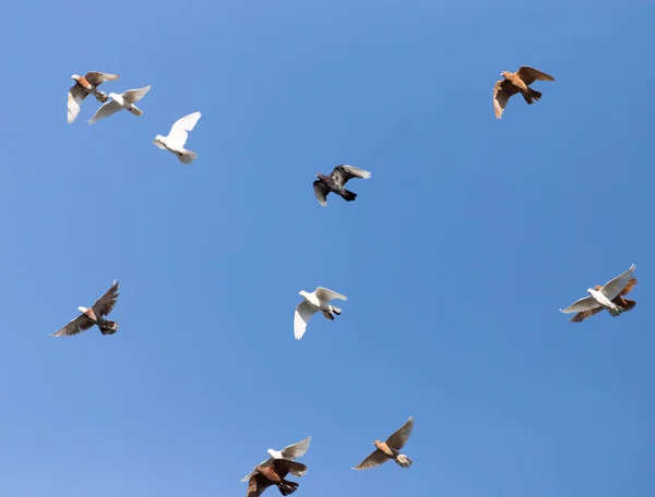 Zwerm duiven op blauwe hemel — Stockfoto