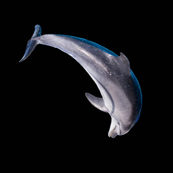 Delfin isoliert auf schwarzem Hintergrund — Stockfoto