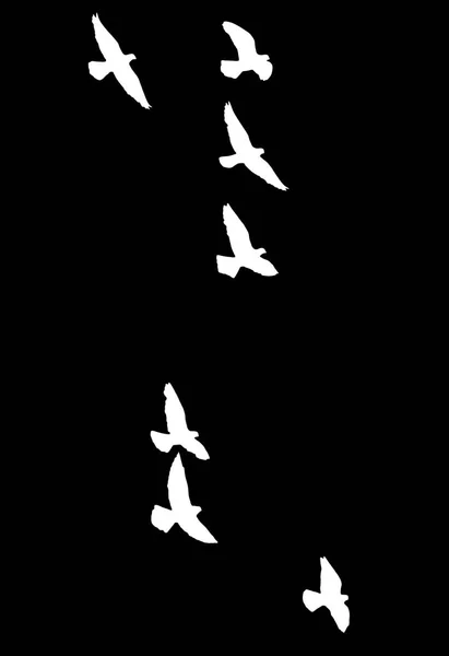 Silhouette of a flock of birds on a black background — Stock Photo, Image