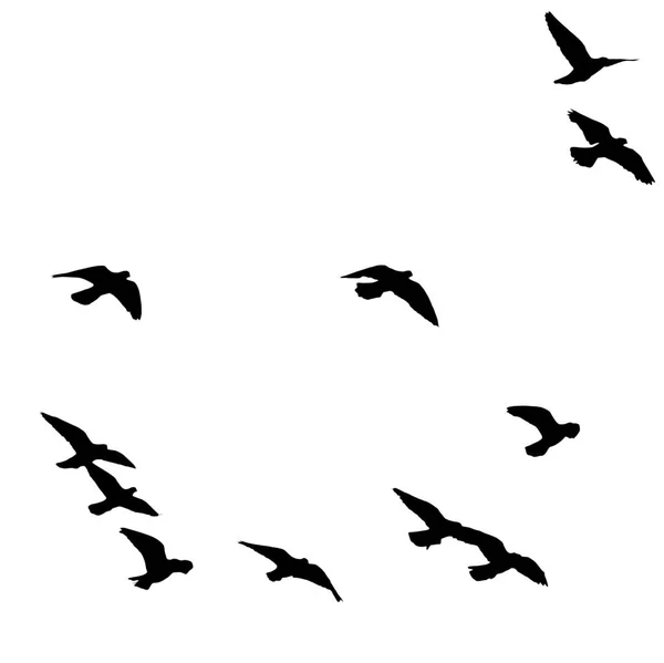 Silhuett av en flock fåglar på en vit bakgrund — Stockfoto