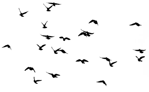 白色背景下的一群鸟的轮廓 — 图库照片