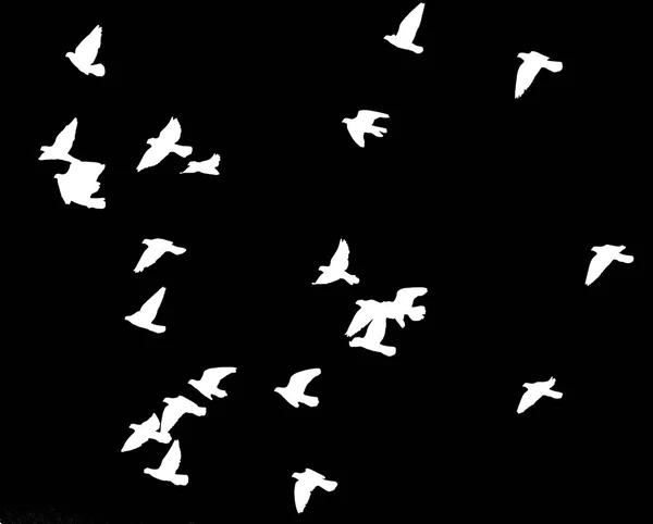 Taubenschwarm auf schwarzem Hintergrund — Stockfoto