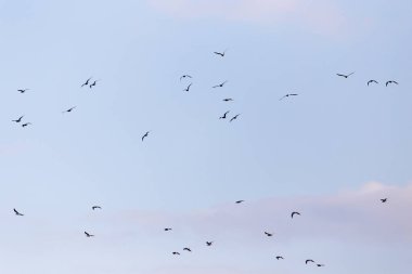 Gökyüzünde bir kuş sürüsü