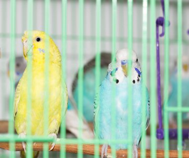 Kafesteki muhabbet kuşları