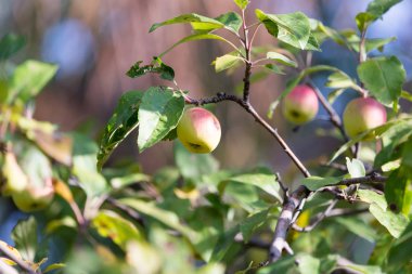 Olgun elmalar doğada ağaçta