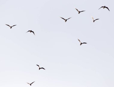 Gün batımında gökyüzünde bir martı sürüsü