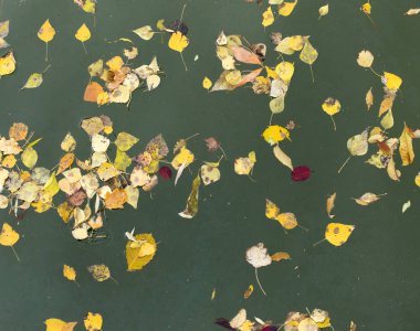 Sarı su yüzeyinde sonbaharda yapraklar.