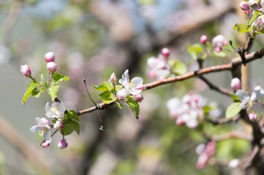 Doğadaki meyve ağacında çiçekler