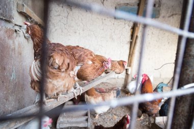 Çiftlikteki çitin yanında tavuk